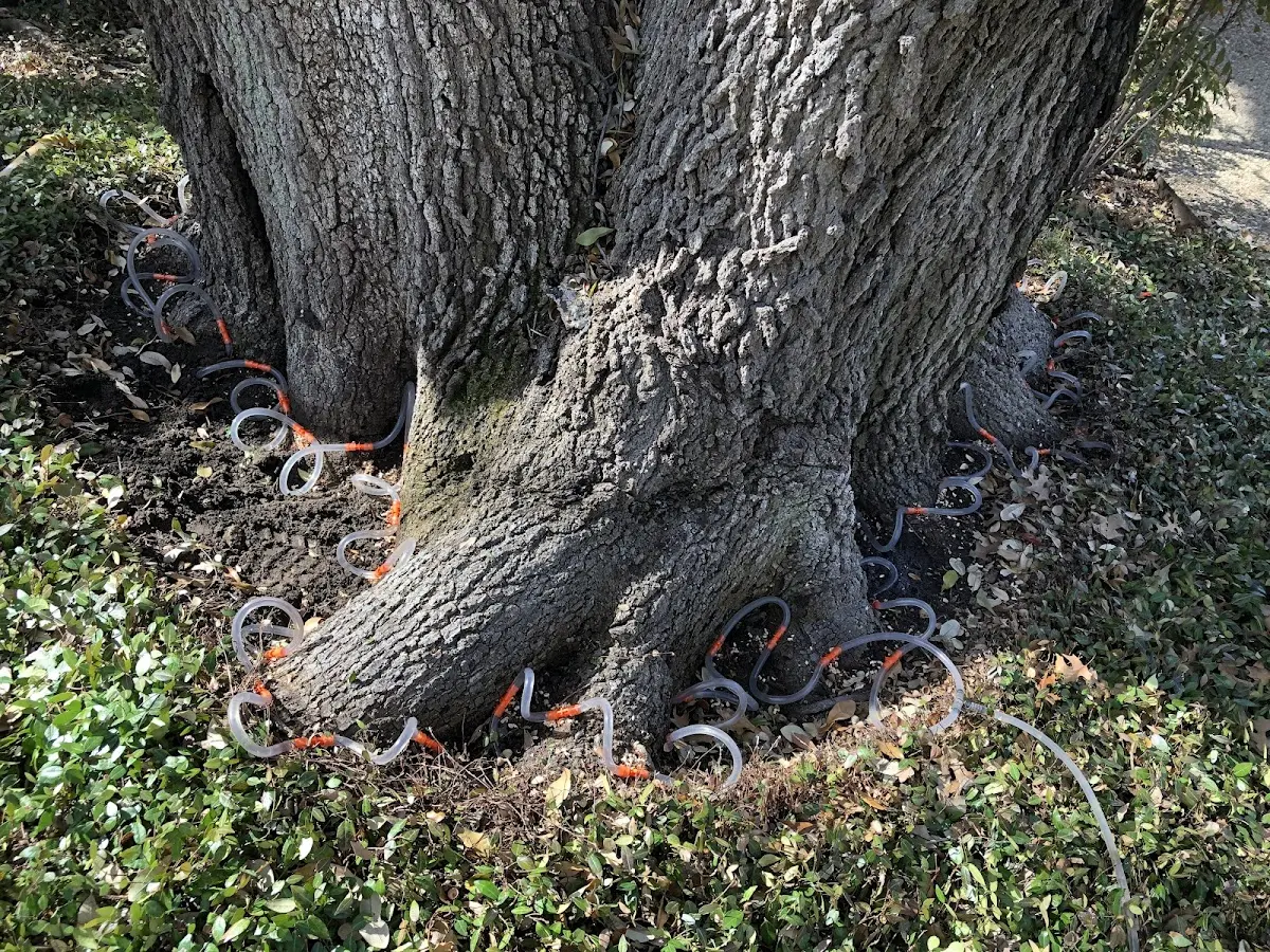 Detailed Tree Cabling and Bracing job site in Center Harbor