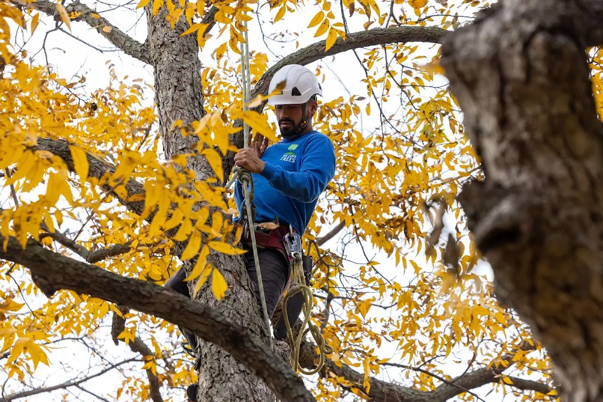 Skilled Tree Pruning crew working in Center Harbor