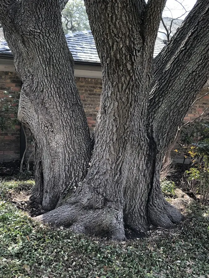 Mature heritage tree close to a Center Harbor property cared for by certified arborists